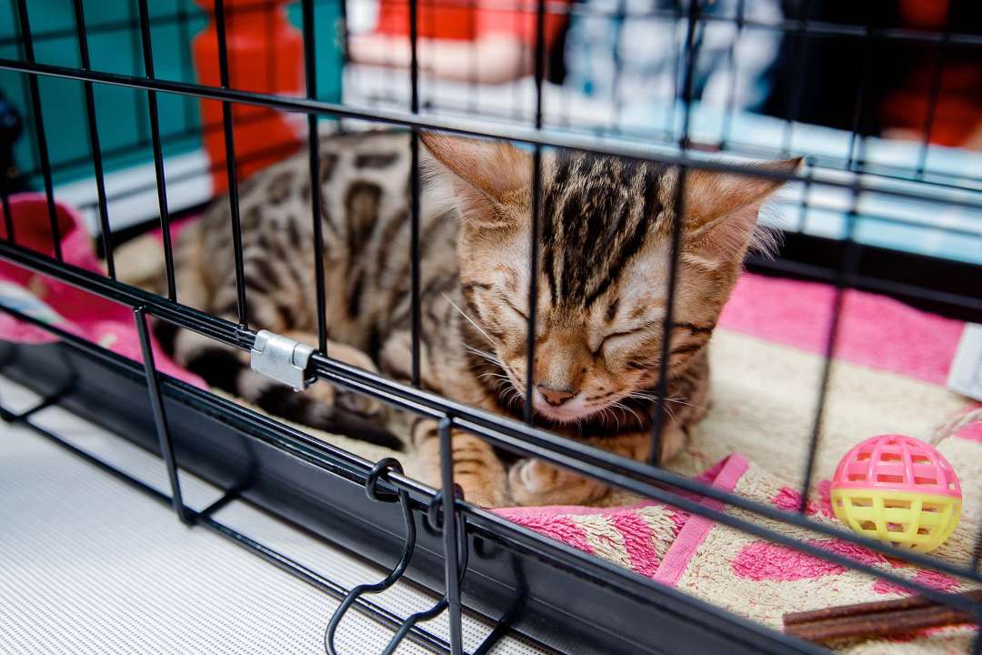 Kitten in a travel crate