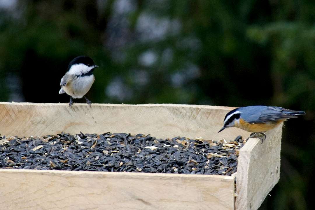 Birds in autumn