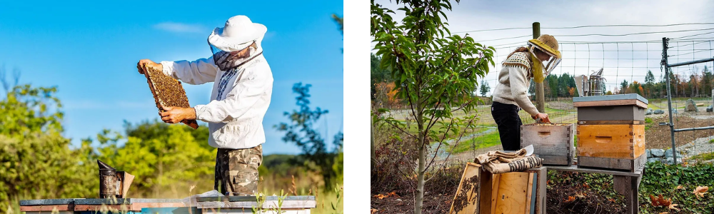 Buckerfield's Beekeeping