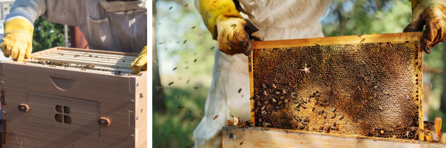 Beekeeping supplies