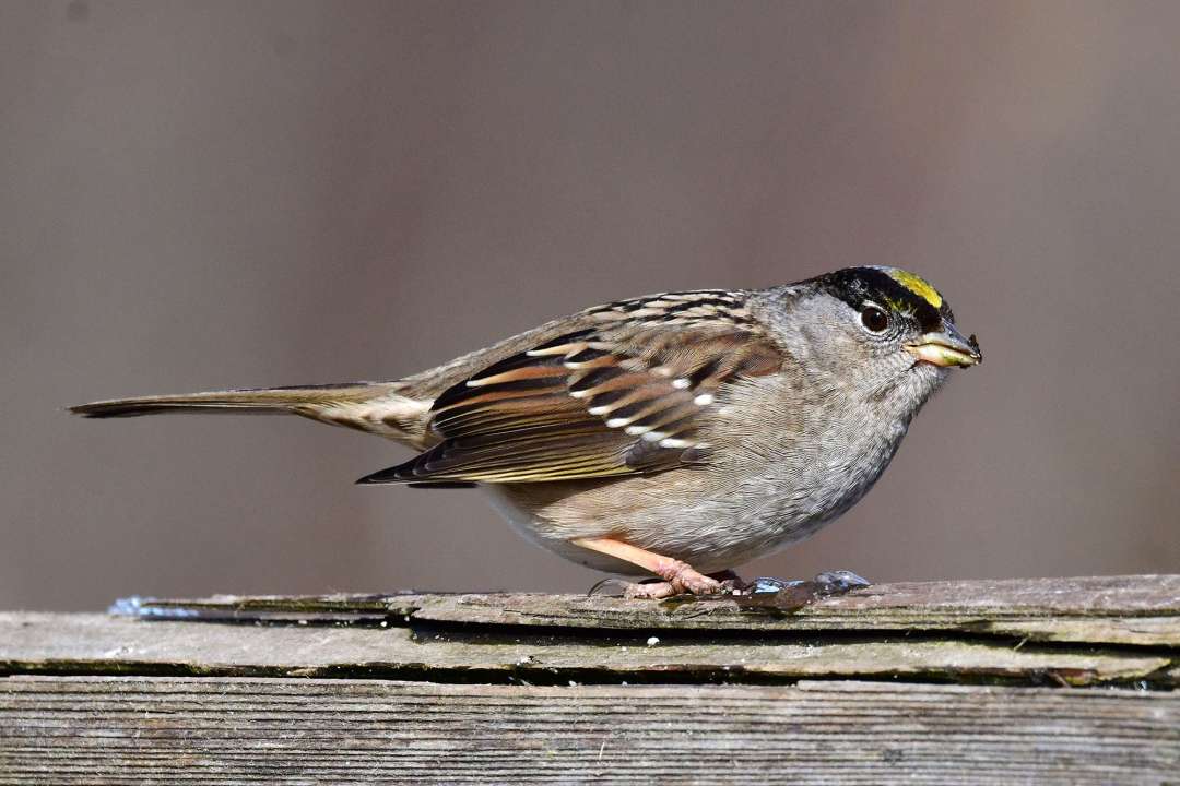 Golden Crowned Sparrow