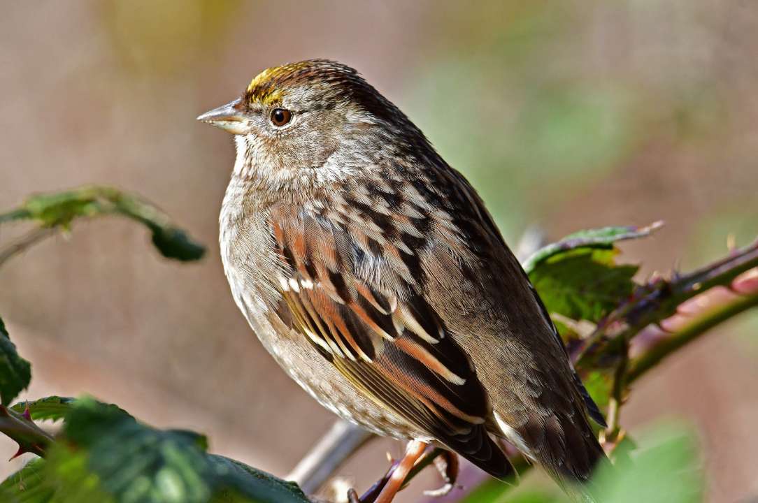 Golden Crowned Sparrow