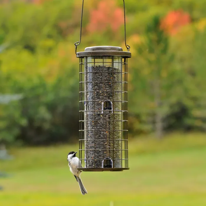 Perky-Pet® Squirrel Stumper Wild Bird Feeder