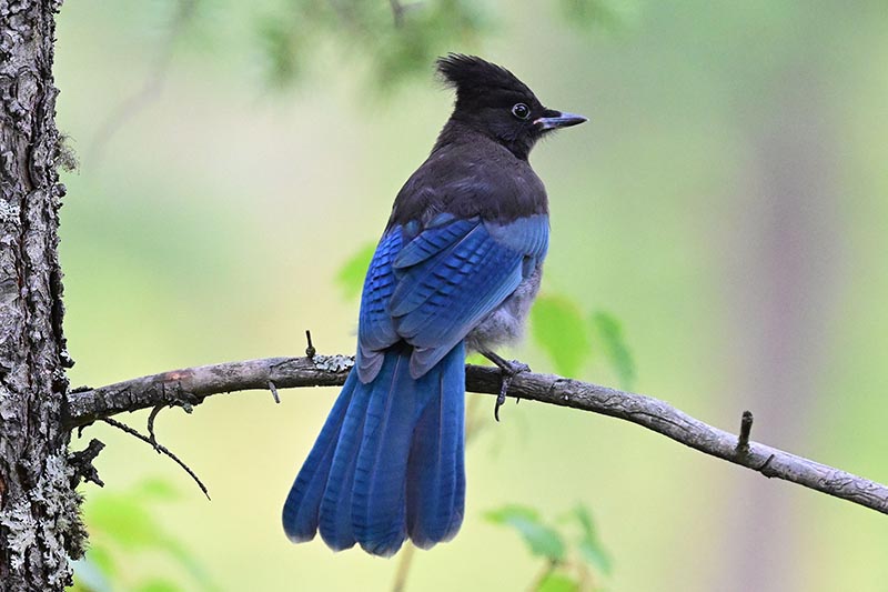 Steller's Jay