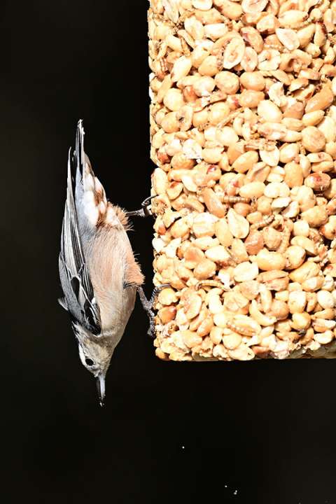 White-breasted Nuthatch on Seed Log