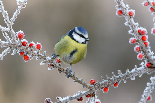 Wild birds