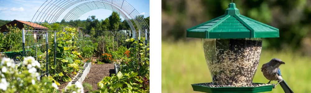 Fencing & Wild Bird Feeder