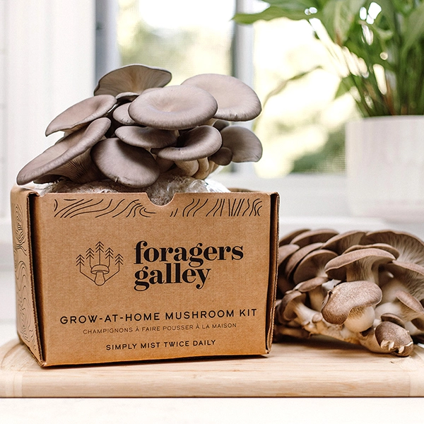 Blue Oyster Mushroom Grow Kit Blue Oyster Mushroom Grow Kit