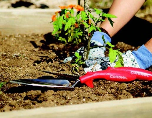 Buckerfield’s Tips