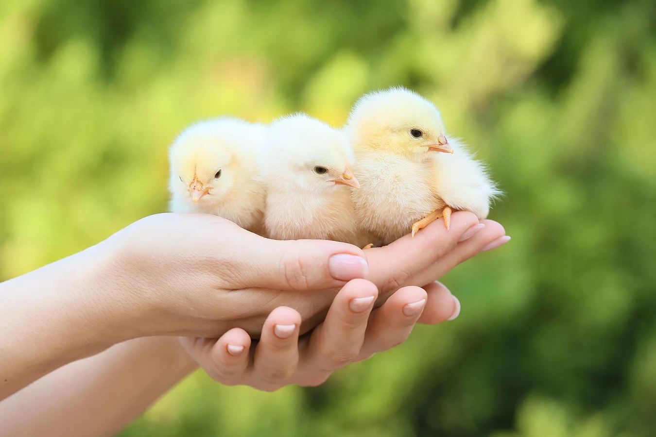 It's Chick Season!