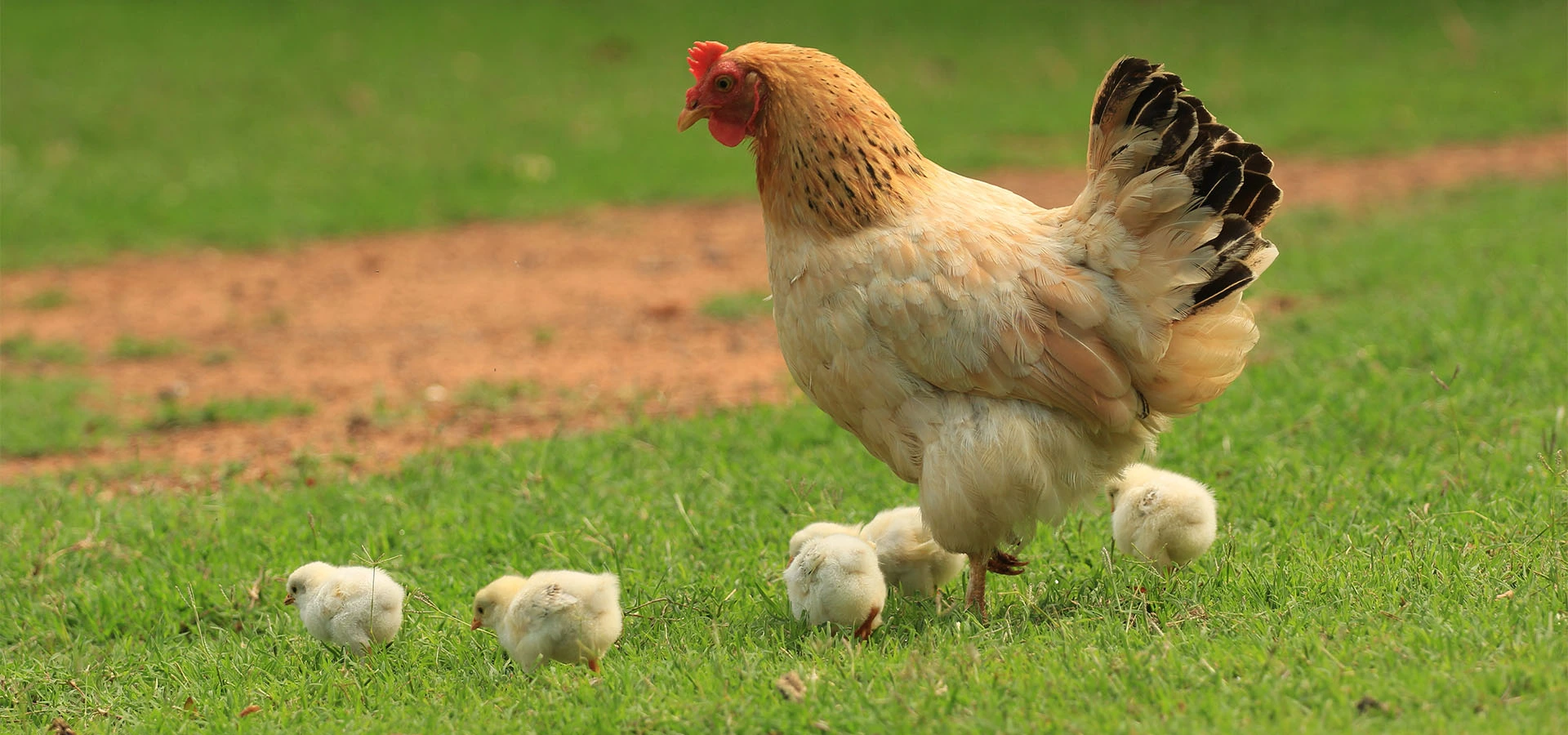 Farm Supplies