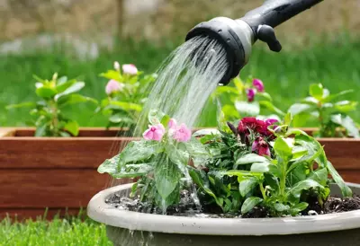 How to boost your plant’s growth? How to boost your plant’s growth?