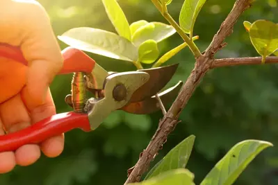 How to Choose the Right Pruning Shear? How to Choose the Right Pruning Shear?