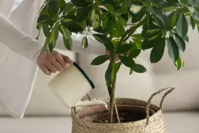 How to Feed Your Tropical Plants? How to Feed Your Tropical Plants?