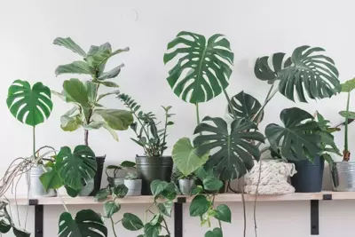 How to Find the Perfect Spot for Your Tropical Plant? How to Find the Perfect Spot for Your Tropical Plant?