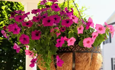 How to Let Your Hanging Basket Thrive During the Season? How to Let Your Hanging Basket Thrive During the Season?