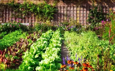 How to Start Your Own Veggie Garden?