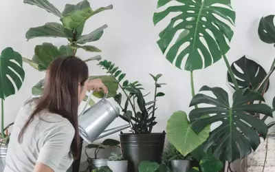 How to Water Your Tropical Plants?