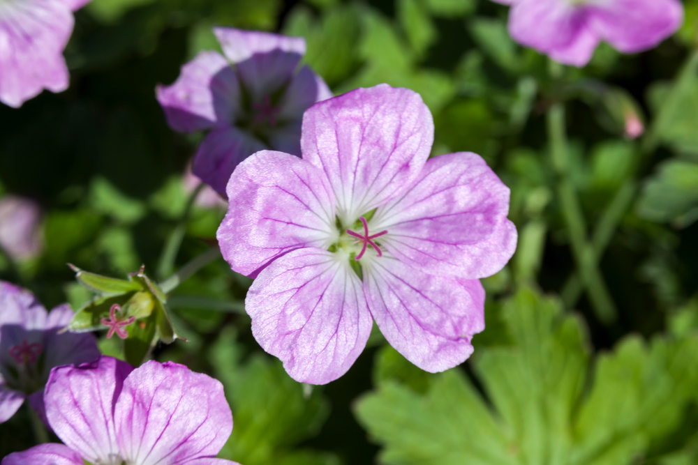 Buckerfield’s Blog