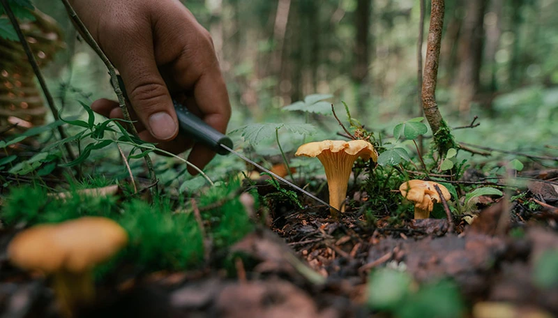 Salmon Arm: Foraging In Winter: healing plants and mushrooms for the cold and dark