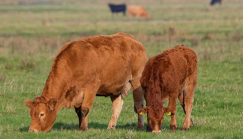 Salmon Arm: Meet your Meat: How does grass fed differ from grain?