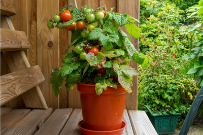 14 Gardening Tips for August