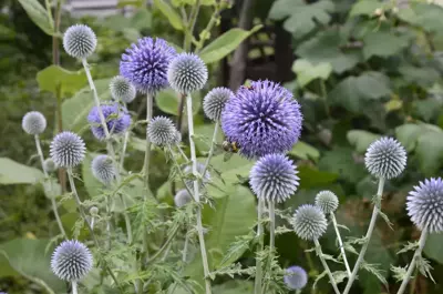 6 Top Drought-Tolerant Perennials