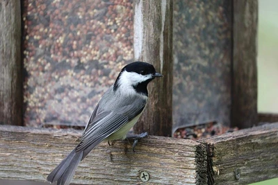 6 ways to attract birds to your garden