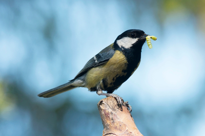 7 natural pest control tips for gardeners