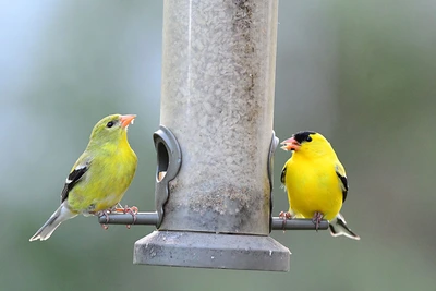 American Goldfinches