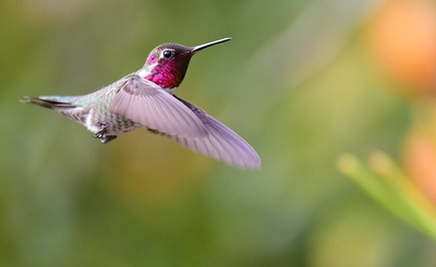 Attracting Hummingbirds