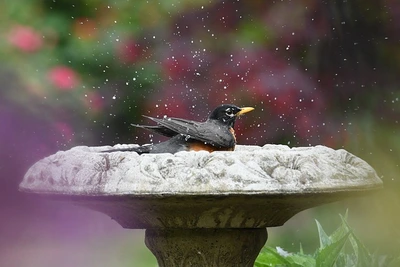 BC Backyard Birding in March