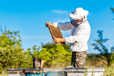 Beekeeping for Beginners