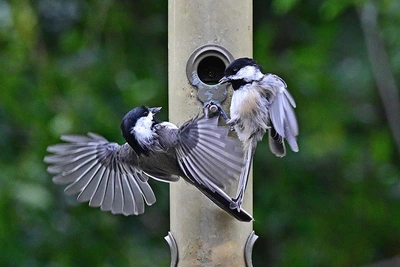 Bird Feeding Stations: A Window into Avian Behaviour