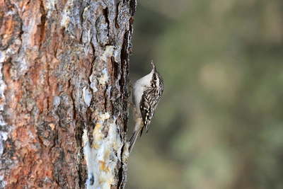 Brown Creepers