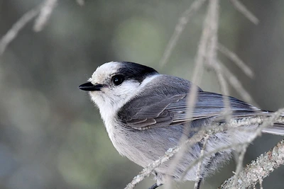 Celebrating the Canada Jay