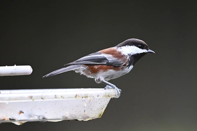 Chestnut-Backed Chickadees