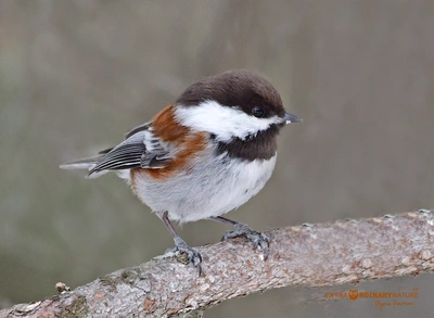 Chickadees – Our February Cherubs!