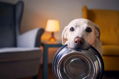 Dog with food bowl