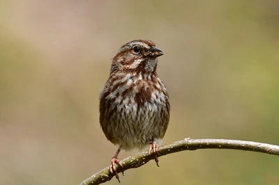 Great Backyard Bird Count