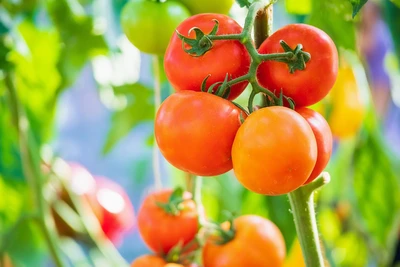 Grow Great Tomatoes