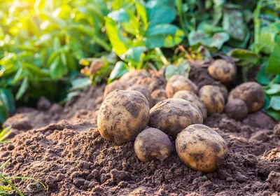 Growing Potatoes