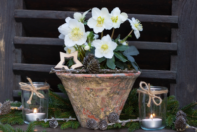 Hellebore: the Christmas Rose