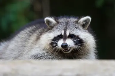 How to Keep Racoons Out of Your Yard