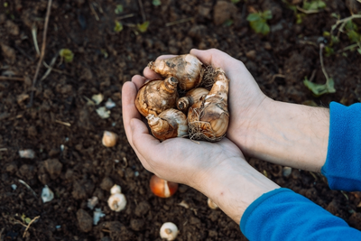 It's time to plant spring bulbs