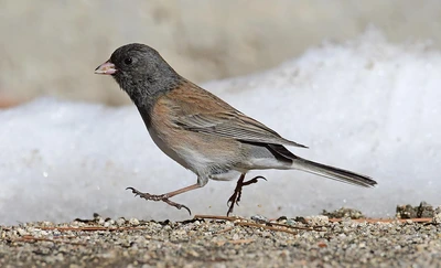 June Birding in BC