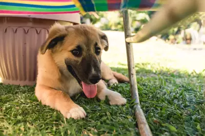 Keeping Animals Cool in the Heat