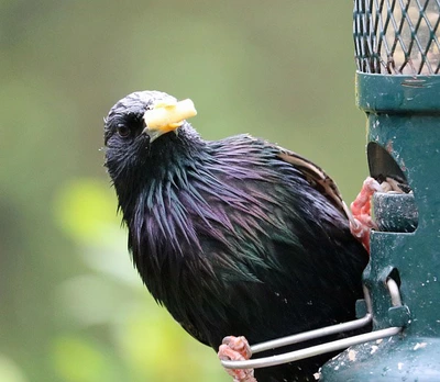 Keeping the Bullies at Bay