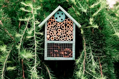 Mason Bees Training 101