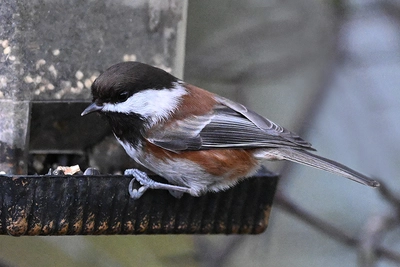 October: When Chickadees Redraw the Map